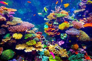 Miami Florida Coral Reefs