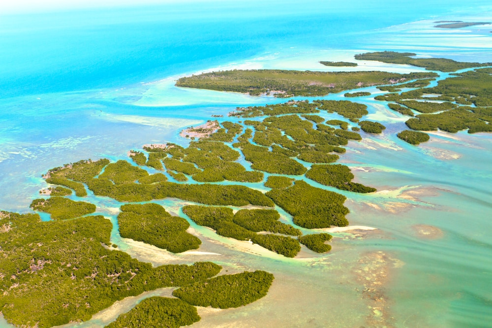 Florida Coral Reef in the Florida Keys